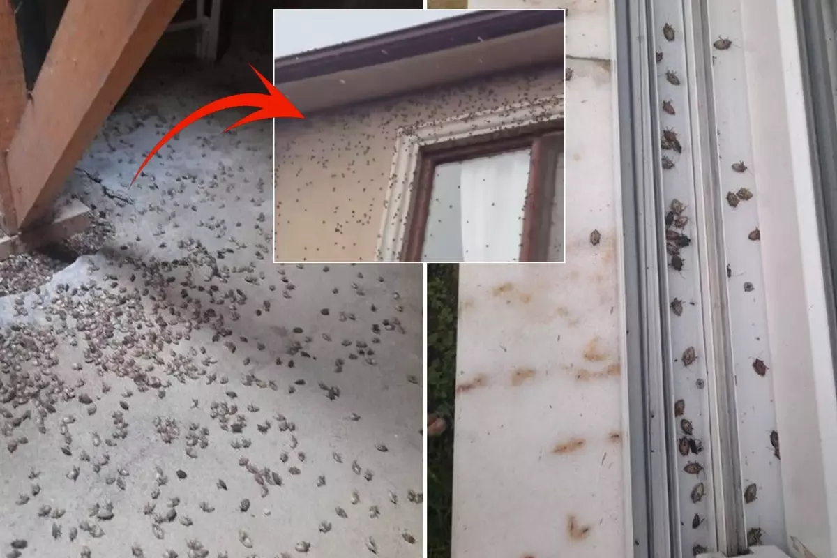 Dünyanın sonunu getireceği söylenen böcekle ilgili korkutan uyarı: Tüm Türkiye’ye yayılabilir