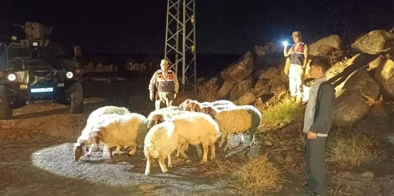Kilis’te Kayıp Hayvanlar Bulundu