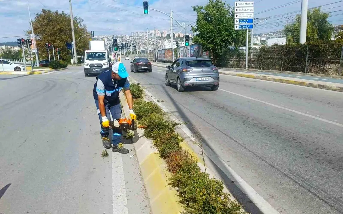 Kocaeli’nde Ağaç Budama Çalışmaları Devam Ediyor