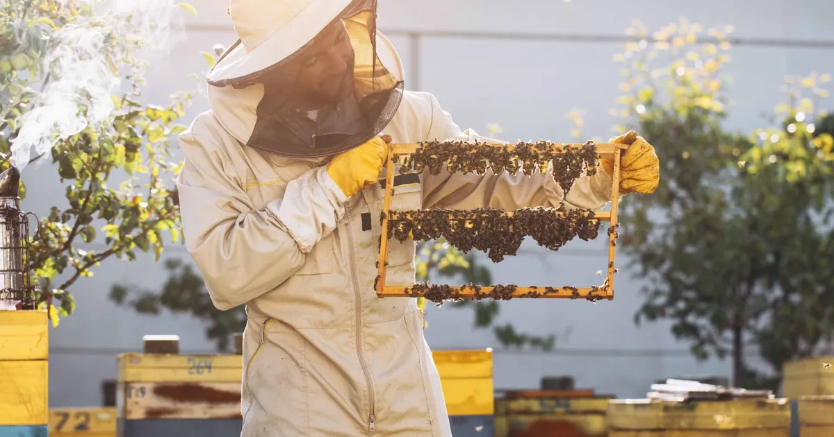 Kraliçe Arıyı Uzun Yaşatan Arı Sütü, İnsanlar için de Sağlık Kalkanı