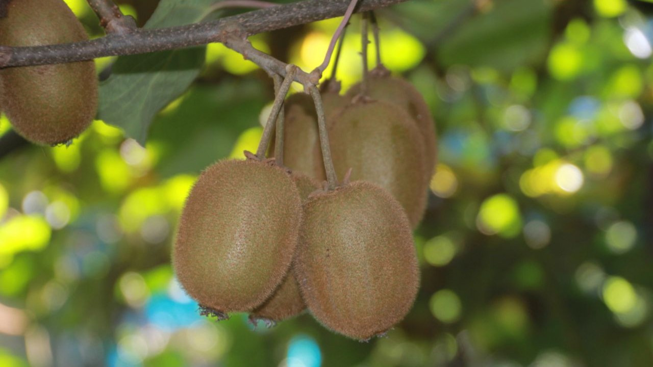 Ordu kivisinden 500 milyon TL gelir bekleniyor