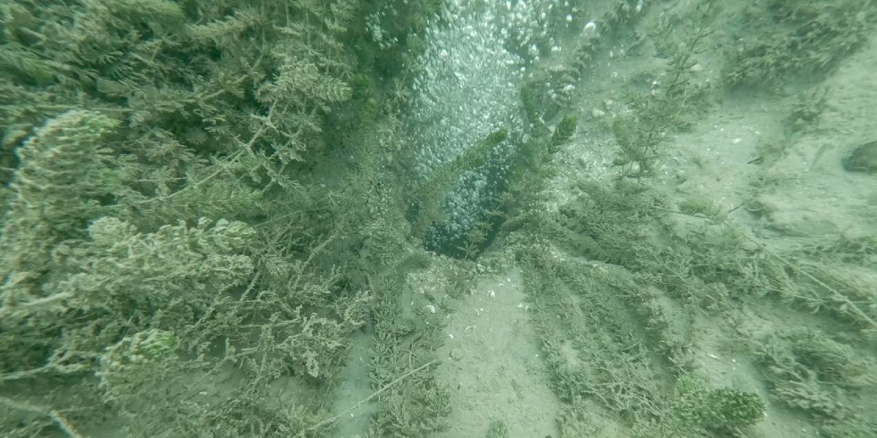 Sapanca Gölü’nde neler oluyor? Halk diken üstünde! Ekipler bölgeye akın etti