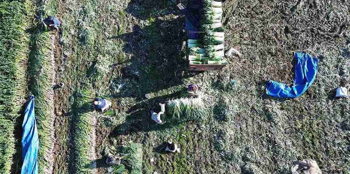 Bafra’da hasat başladı: 35-40 bin tona kadar yükselecek