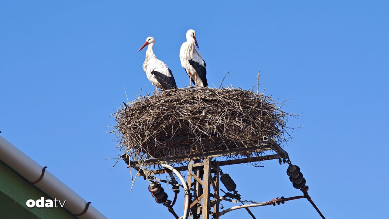 Leylekler şaşırdı göç etmedi