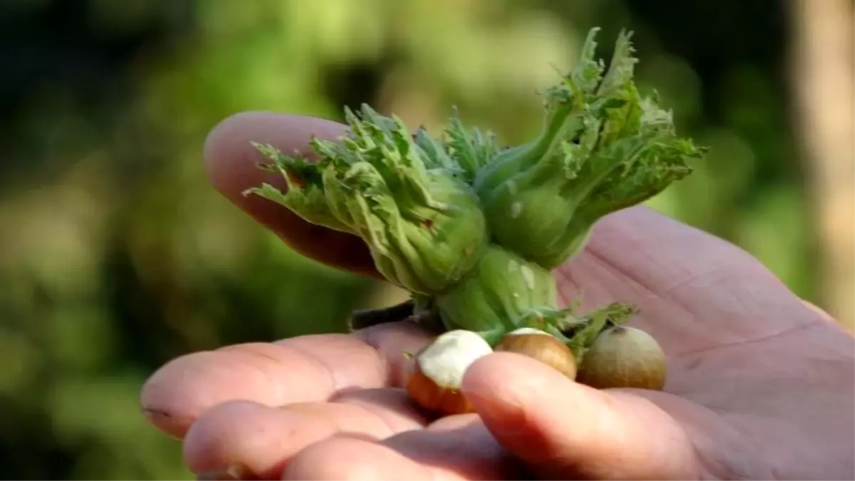 Düzce’den Fındık İhracatı