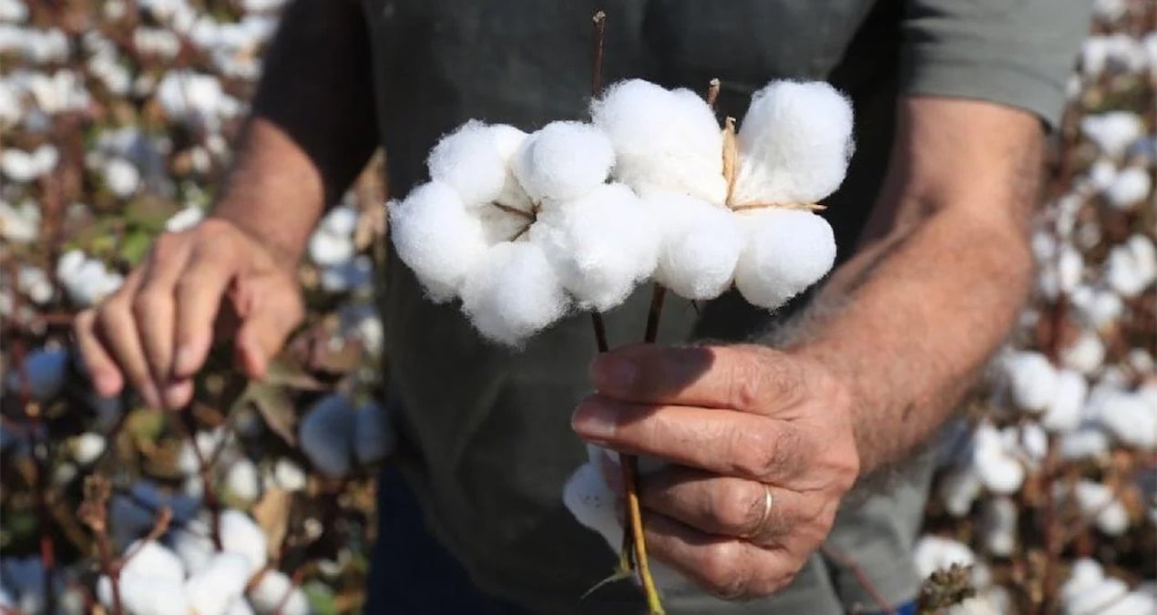 Ege’deki yağış pamuğu vurdu: Rekoltede yüzde 10–15 kayıp bekleniyor
