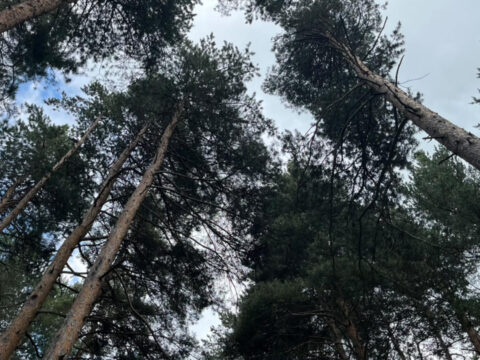 Finlandiyadan aliyorduk artik erzurumda uretilecek 55e8a5WP