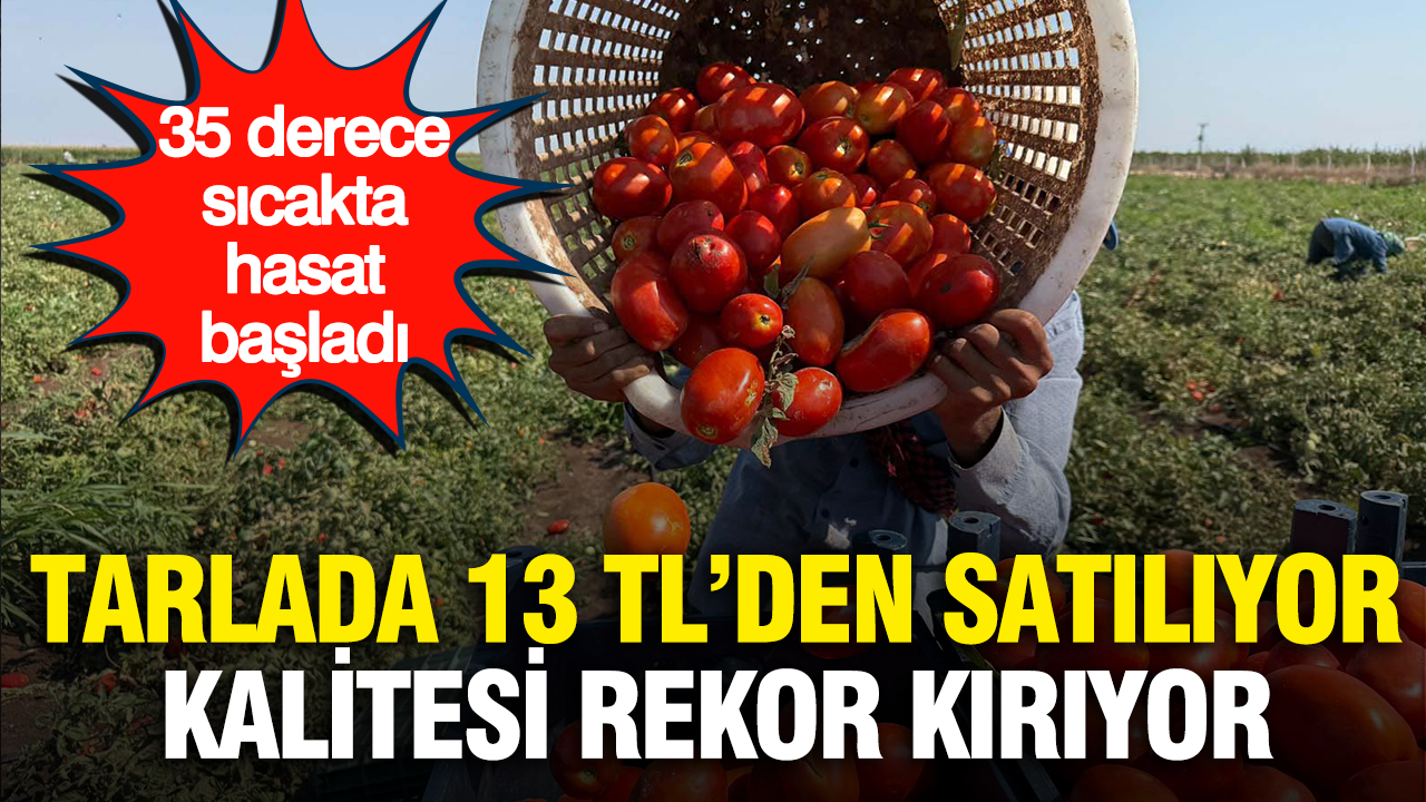 Tarlada 13 tlden satiliyor kalitesi rekor kiriyor 35 derece sicakta hasat basladi 6QVdpTST